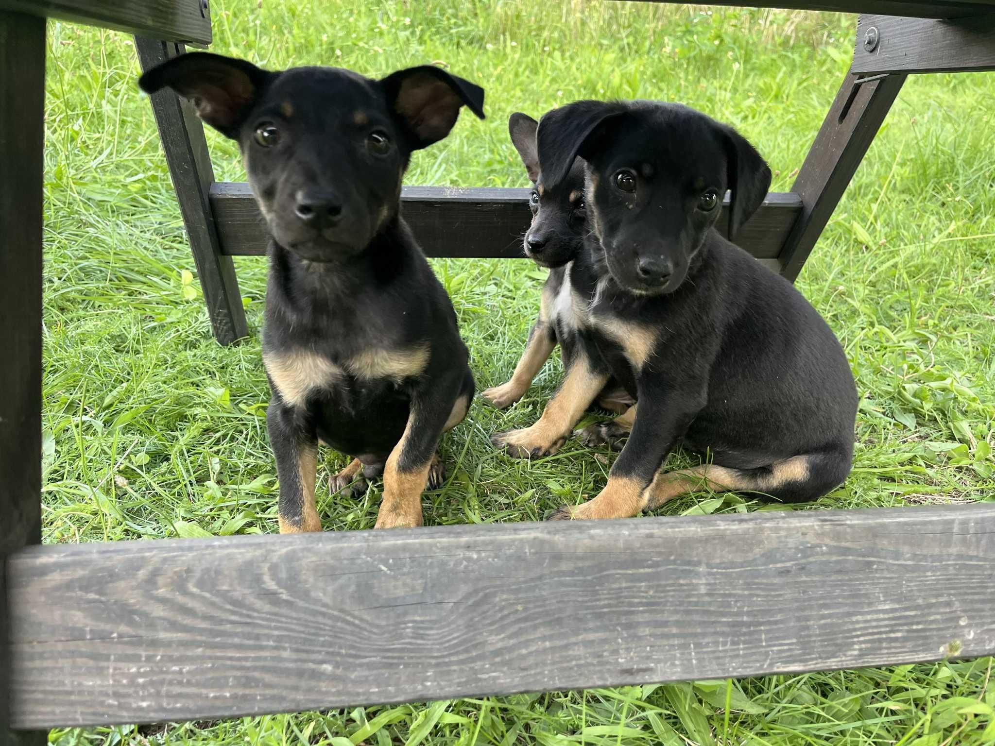 Samborek cudny szczeniak do adopcji