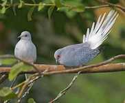 Aves exoticas para cedencia