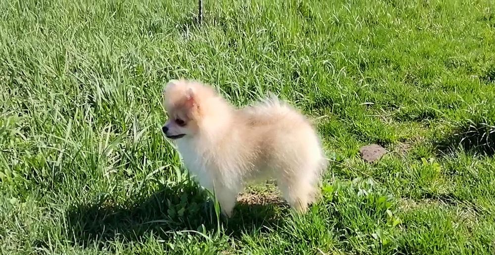 Девочка померанский той шпиц 6 месяцев.