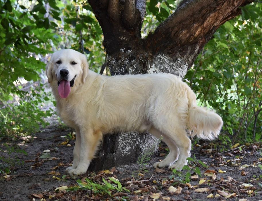 Голден ретривер кобель