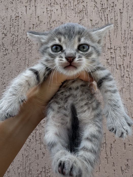 Котята від мами британськоі короткошерстноі