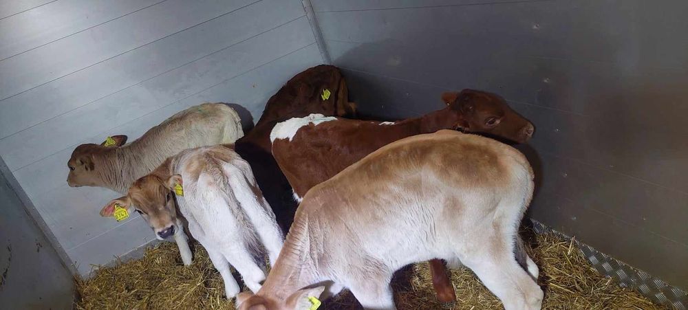 Sprzedam byczki miesne