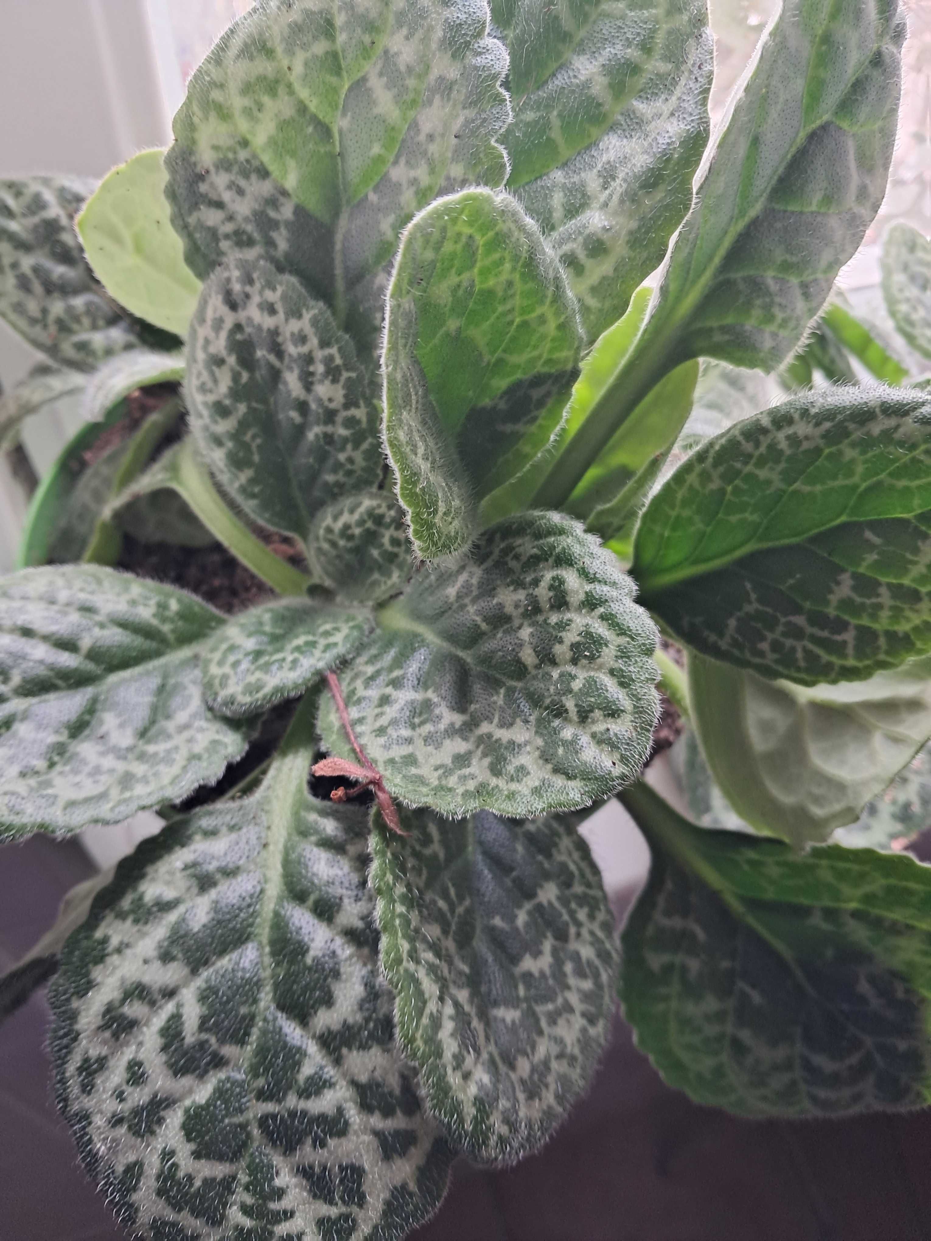 Planta pretty turtle