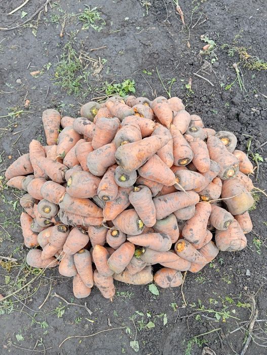 Соковиті овочі з грядки!!