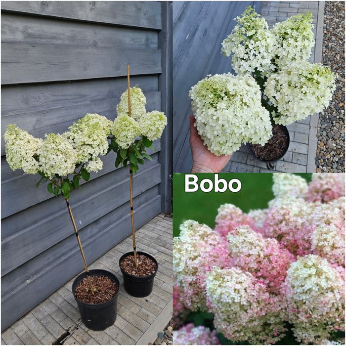 Гортензія на штамбі, штамбова гортензія волотиста,  штамб