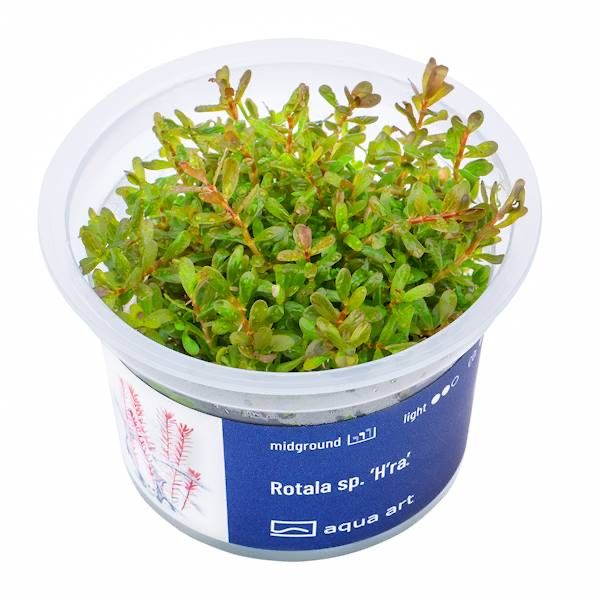 Rotala sp. H’ra invitro MASSON