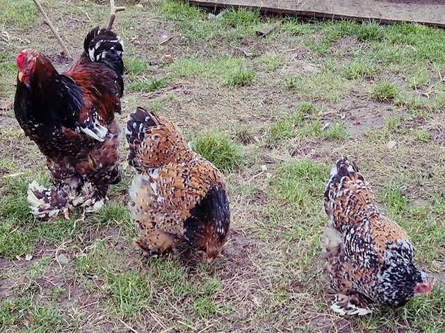 Інкубаційне яйце.(Курчата) Брама - фарфорова, біле золото, золото.