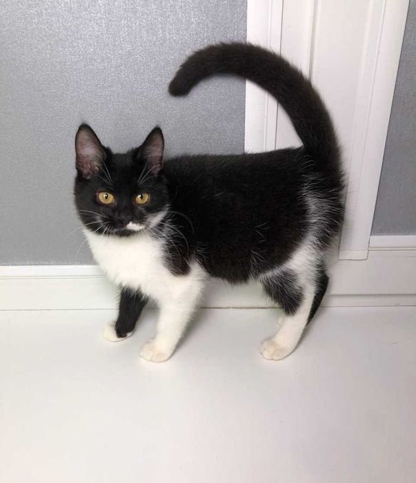 Кошенятко Марсі  ручна, добра, грайлива дівчинка, їй 3,5 місяці.