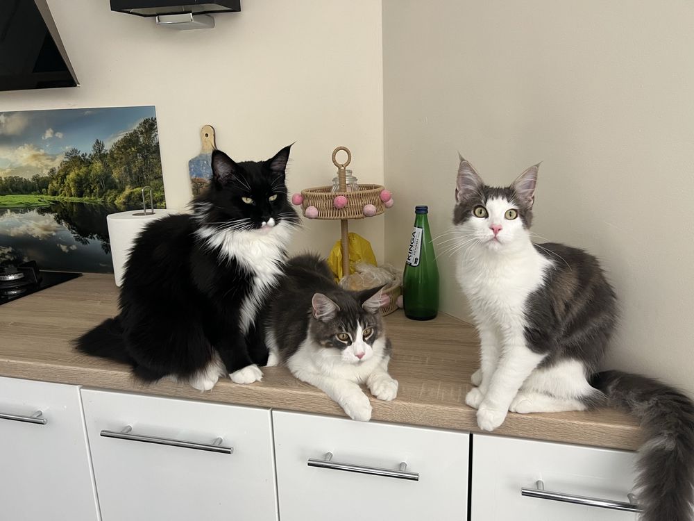 Kotka Maine Coon GOTOWA DO odbioru