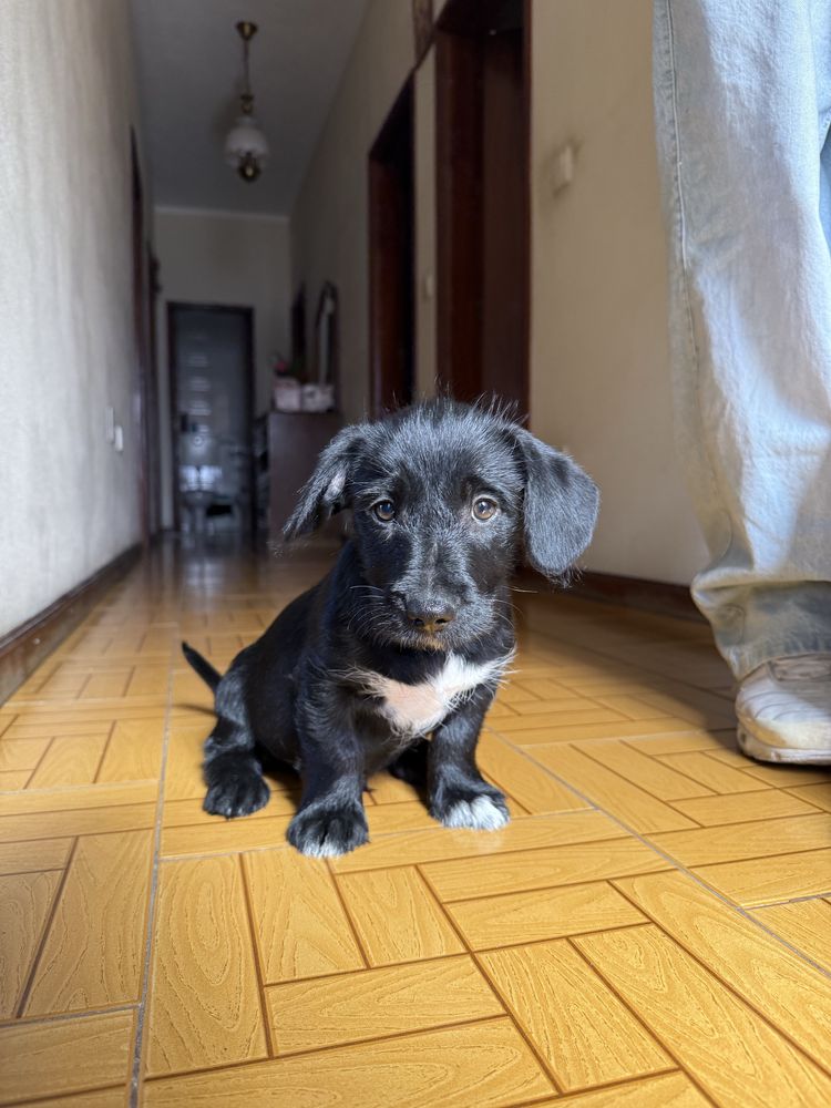 Cachorrinho para adoção responsável