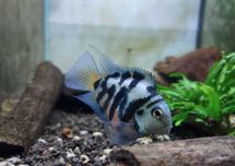 Pielęgnica Papuzia Blue Tiger - SKALMAR Sklep Akwarysty