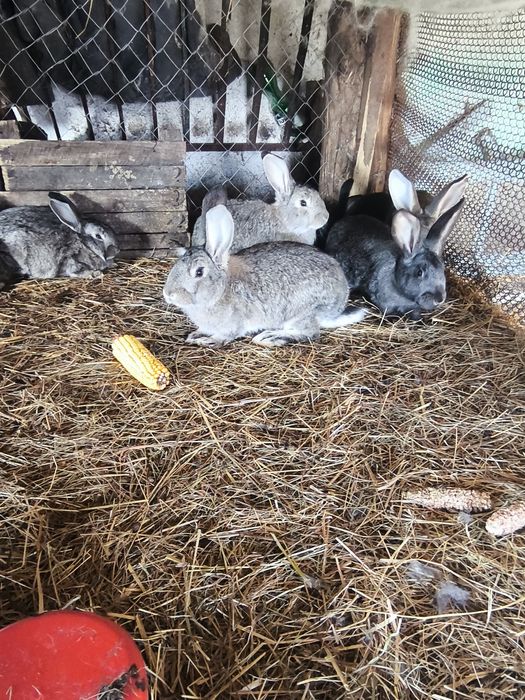 Кролики 5 мисячні. 200 грн шт