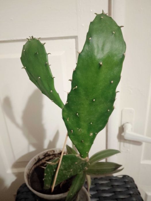 Ехінопстс, алоє, опунція, кактуси