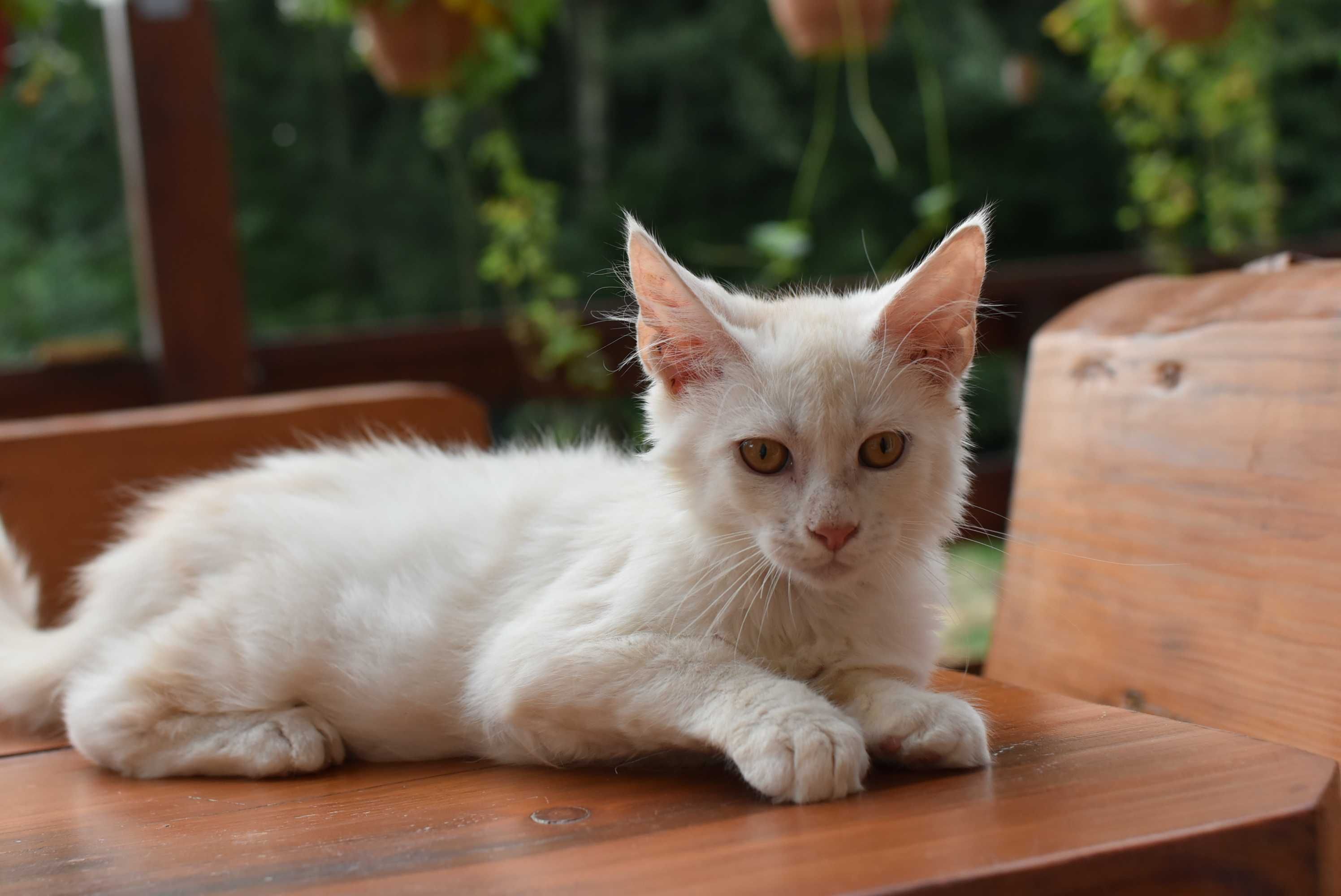 Gotowy do Odbioru/Kocurek Maine Coon ODO/Rodowód FPL