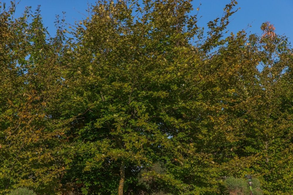 Buk pospolity wysokość 200- 300 cm, obwód pnia 6-8cm, z gruntu