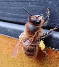 Pszczoły, rodziny pszczele, ule.