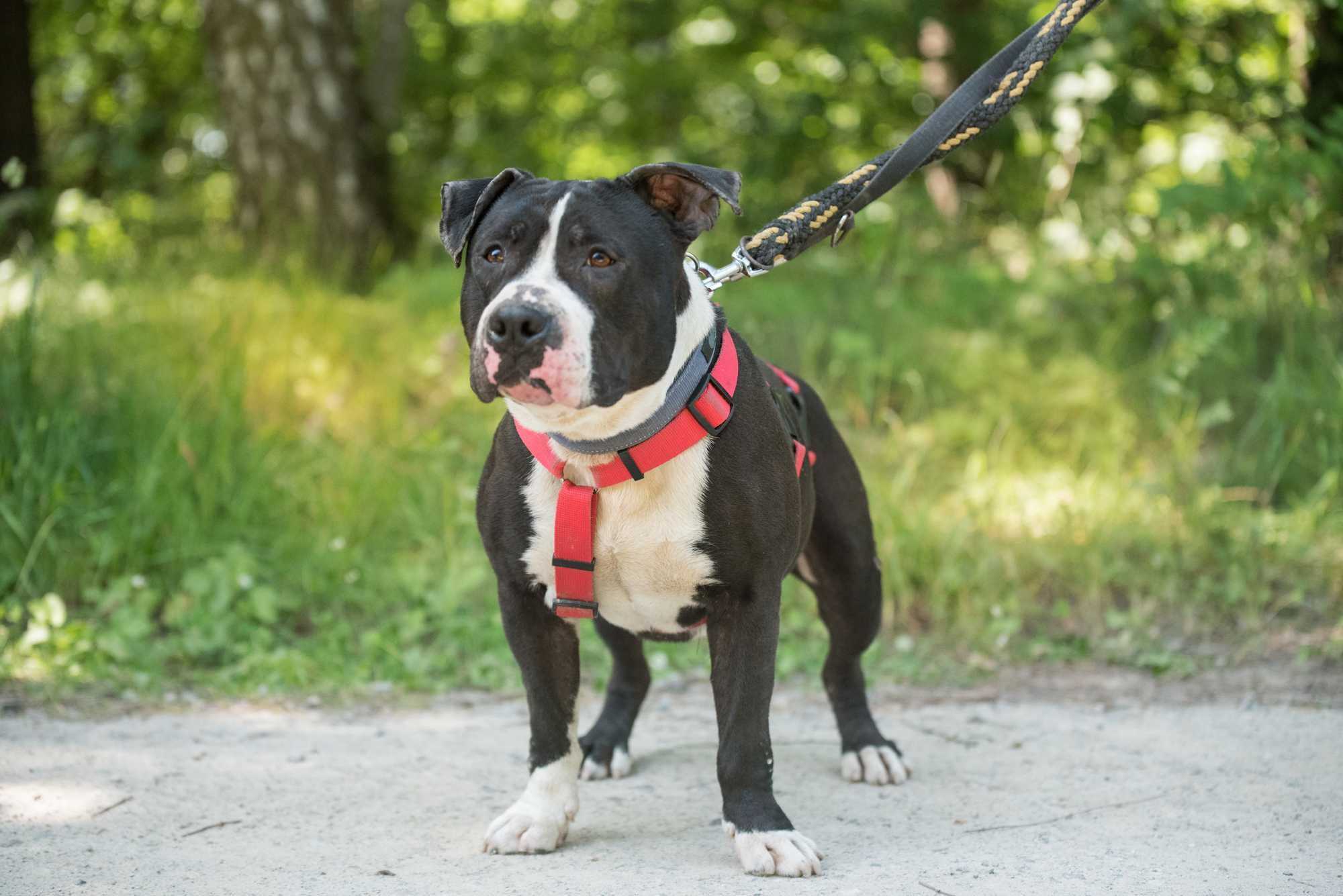 SZORK piękny psiak w typie amstaff dla doświadczonego człowieka
