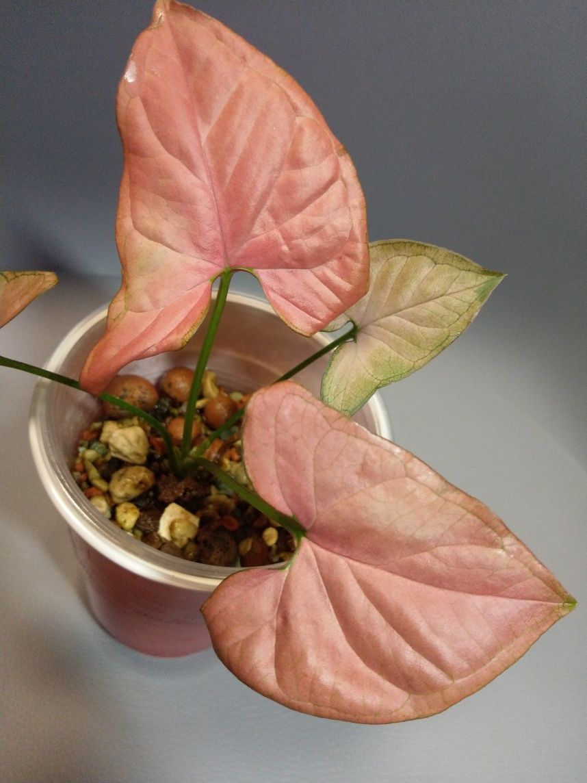 Syngonium Orm Nak