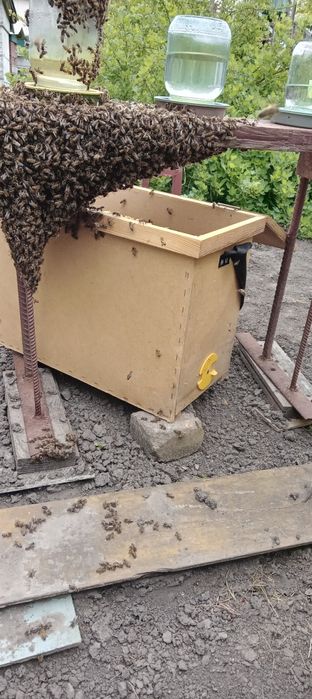 Продабться бджоли "Карпатка"