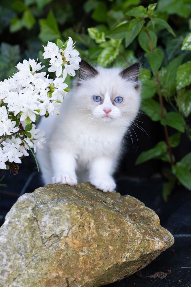 Ragdoll kocurek z świetnym charakterem