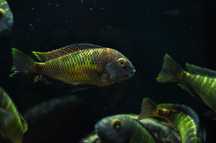 Tropheus Kalambo, ciclideos africano, tanganyika