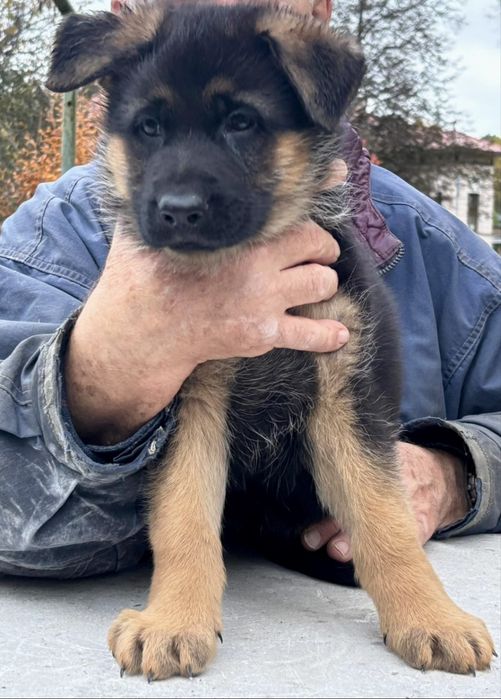 Owczarek niemiecki suczka FCI owczarki niemieckie