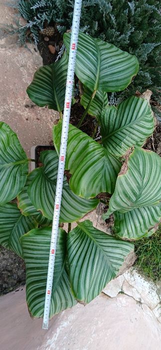 Калатея Орбіфолія