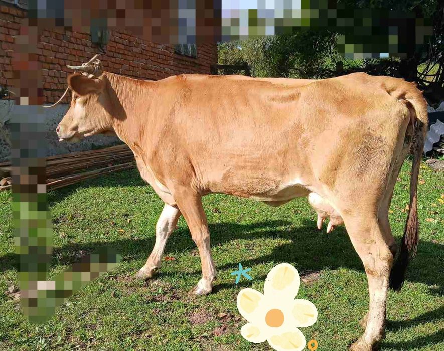 Продається корова