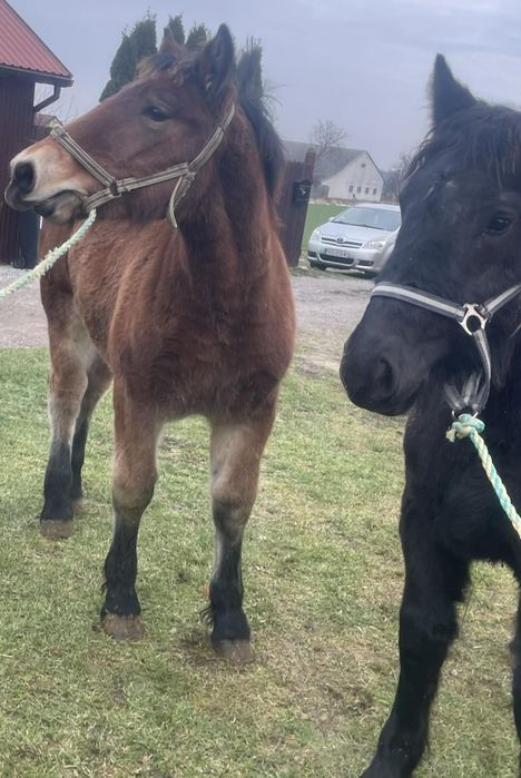 Klaczki zimnokrwiste