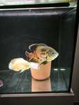 2 peixes Oscar 5 vieja