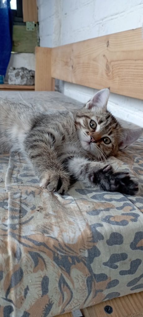 Віддам в добрі руки кошеня
