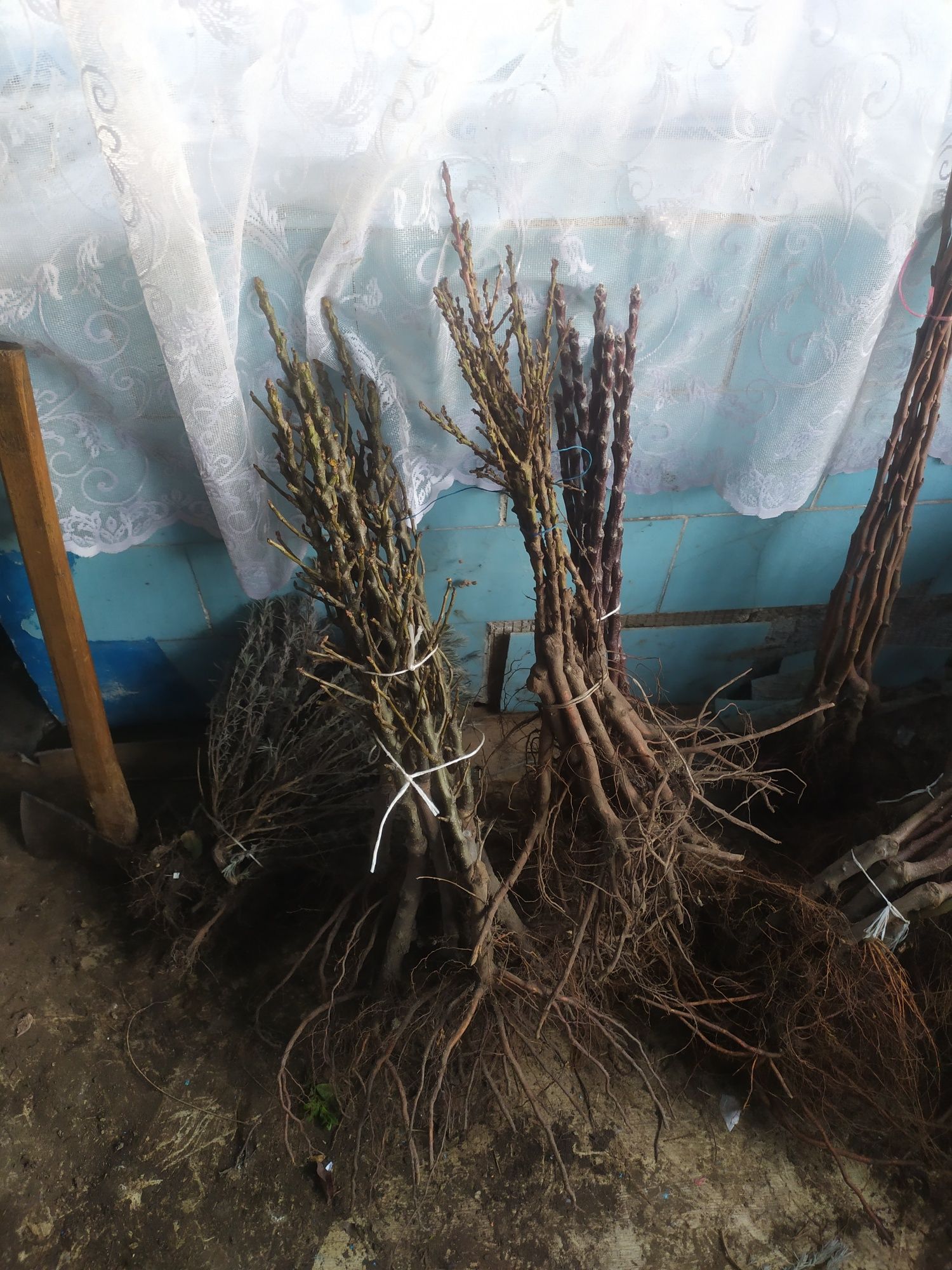 Продам саджанці і рози