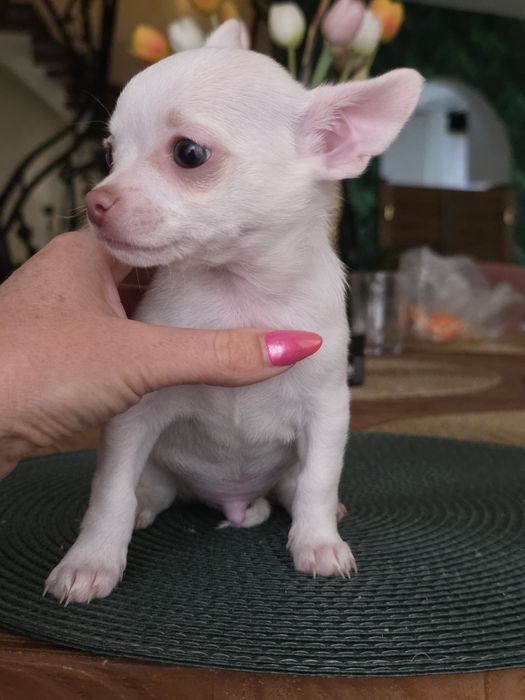 Chihuahua krotkowlosy chlopak
