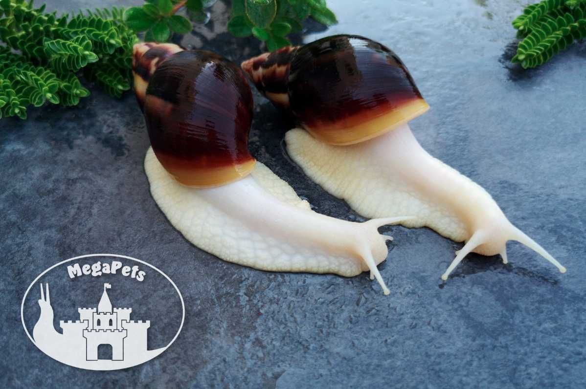 Lissachatina fulica albino body Achatina Archachatina Ślimaki Terraria