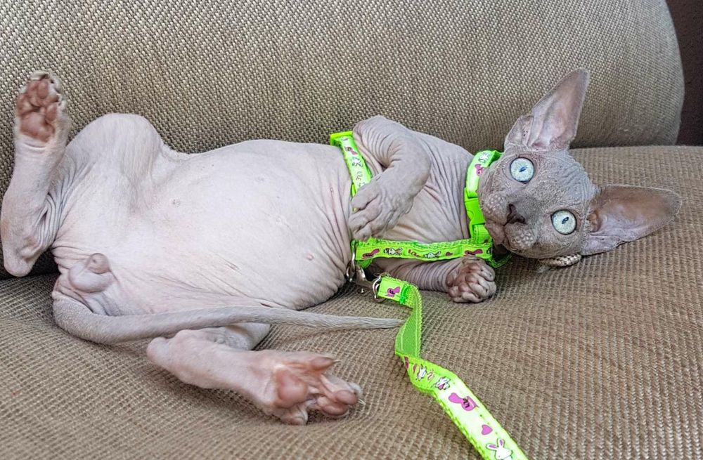 Канадский сфинк.Мальчик