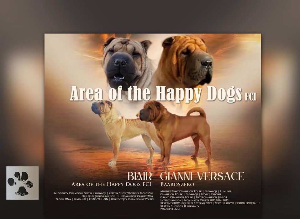 Szczenię ,pies Shar Pei