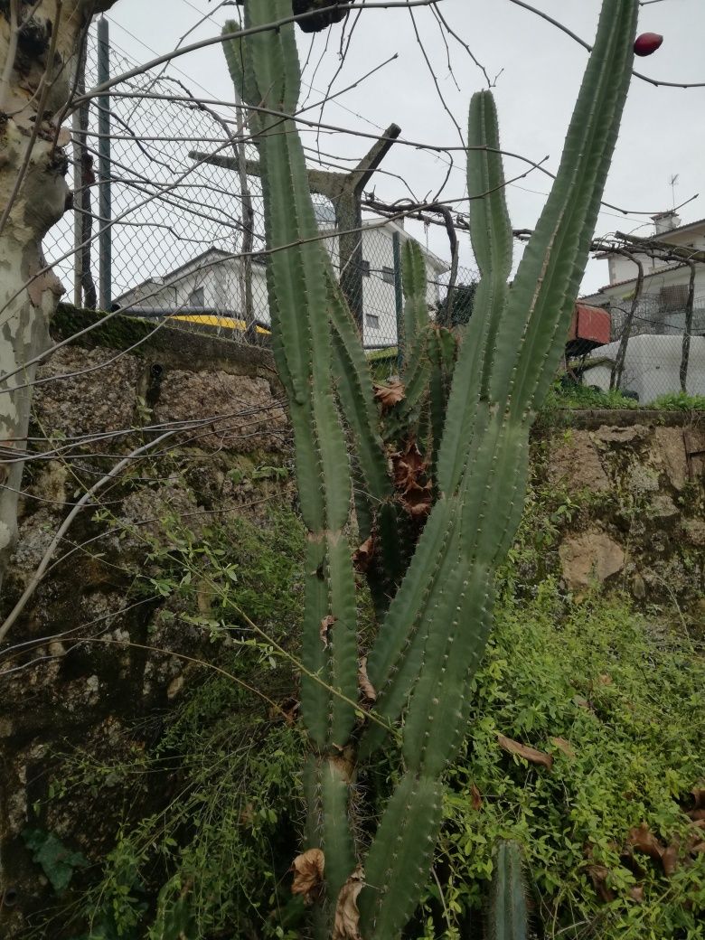 Catos gigantes San Pedro..plantas