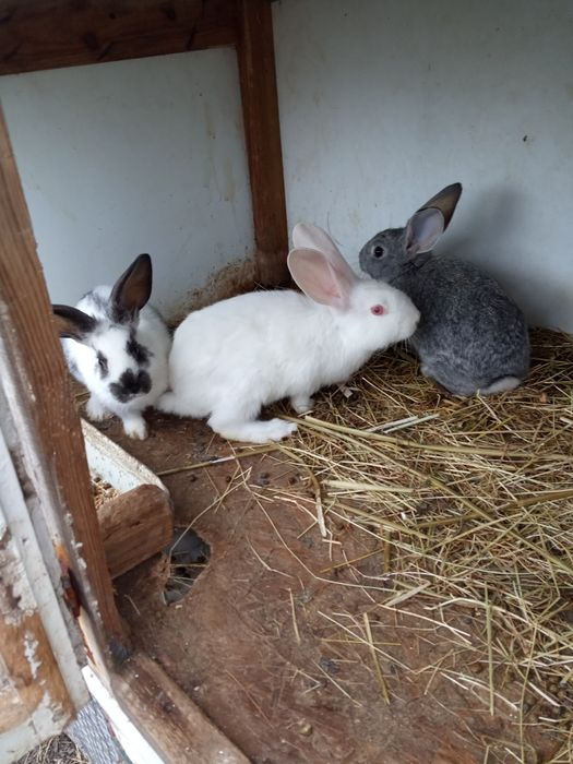 Кролик не породесті простяки