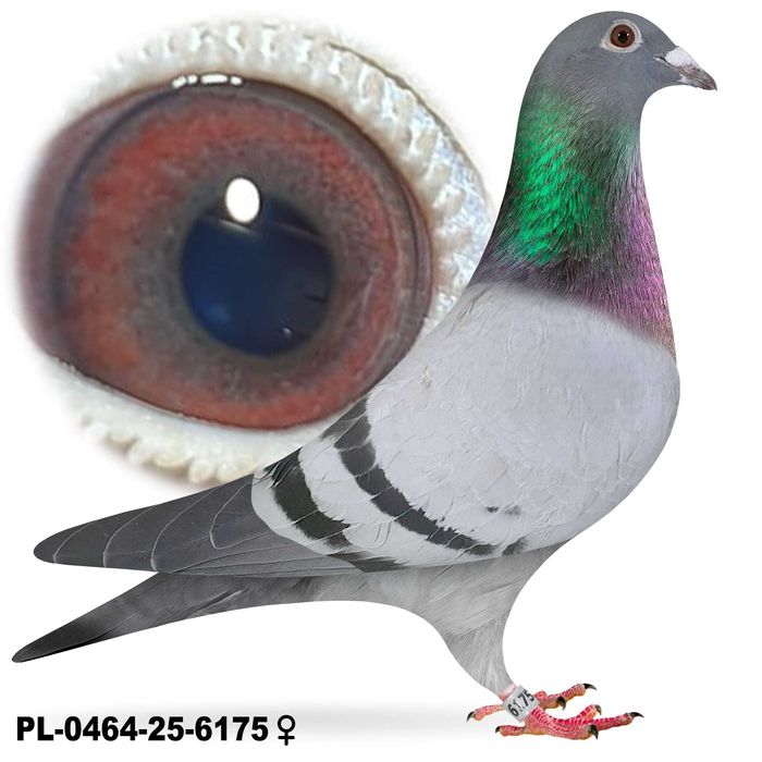 Gołębie pocztowe po Oryg. Hans Hirn Leo Heremans Vandenabeele rodowód