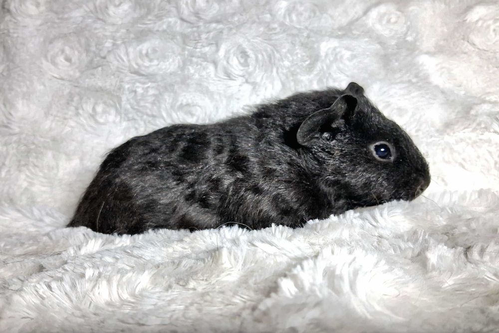 Świnka Morska Us Teddy - czarny cudowny samczyk - transport