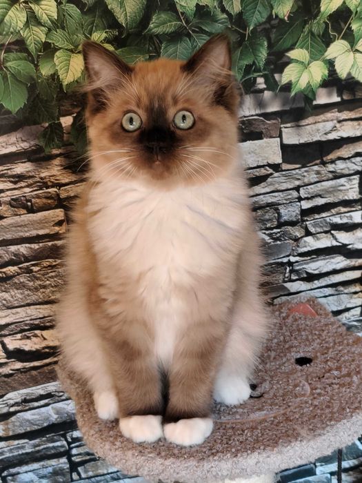 Ragdoll Cherubim Kotka MINK CZEKOLADA  rodowód międzynarodowy TICA .