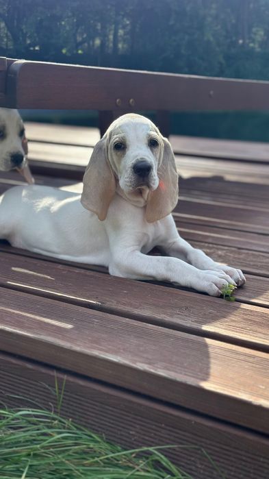 Porcelaine z rodowodem Pilna adopcja