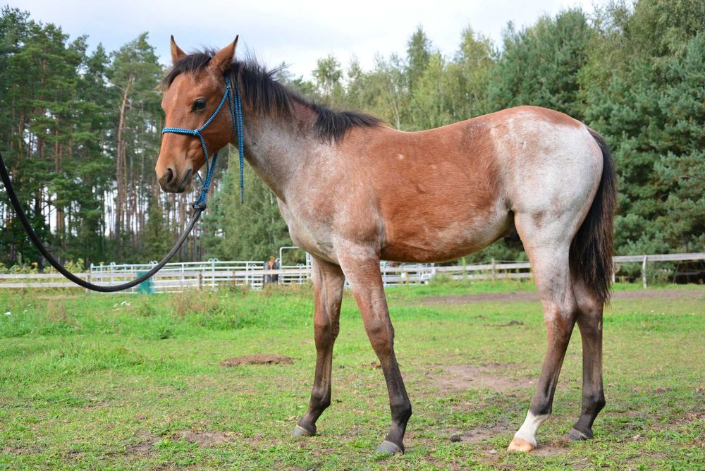 APH, AQH DERESZOWATY, Odsadek, Źrebak, koń, 3/4 AQH, quarter horse, pa