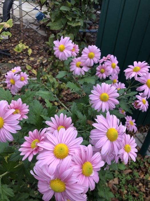 Хризантеми дуже гарні є на залишку