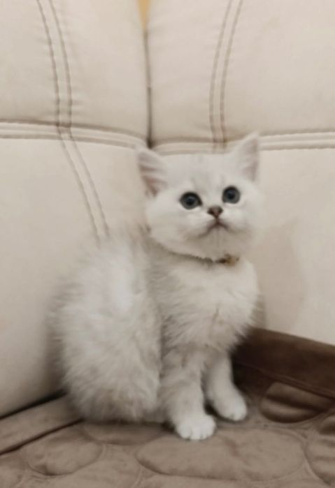 Британська срібна шиншила.