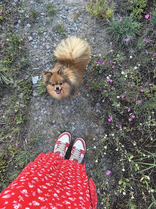 Шпіц хлопчик вʼязка