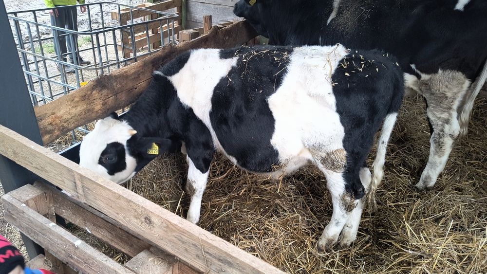 Sprzedam byczka 8 miesięcy