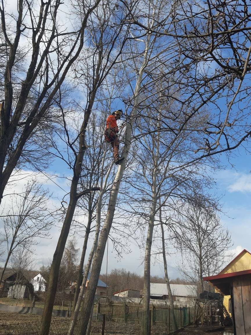 Mulczer Lesny Czyszczenie Dziale Usuwanie Samosiejek Uslugi Koparka