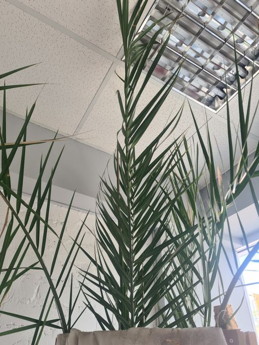 Фінікова пальма 40 років 3.5м