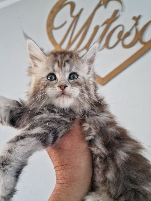 Maine Coon do hodowli kotka kocięta